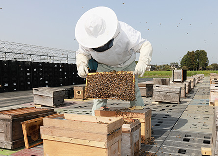 養蜂の役割／巣箱で提供（10月～4月※イチゴ農家）