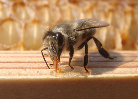 ミツバチの病害虫対策